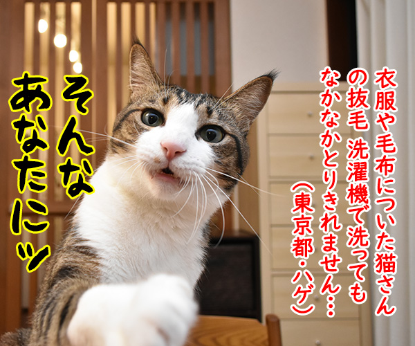 一緒に洗濯するだけで猫さんの毛を絡み取るスポンジがあるんですってッ