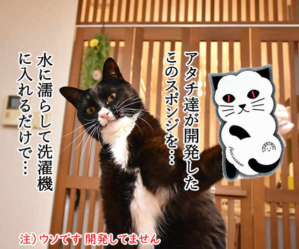 一緒に洗濯するだけで猫さんの毛を絡み取るスポンジがあるんですってッ　猫の写真で４コマ漫画　２コマ目ッ