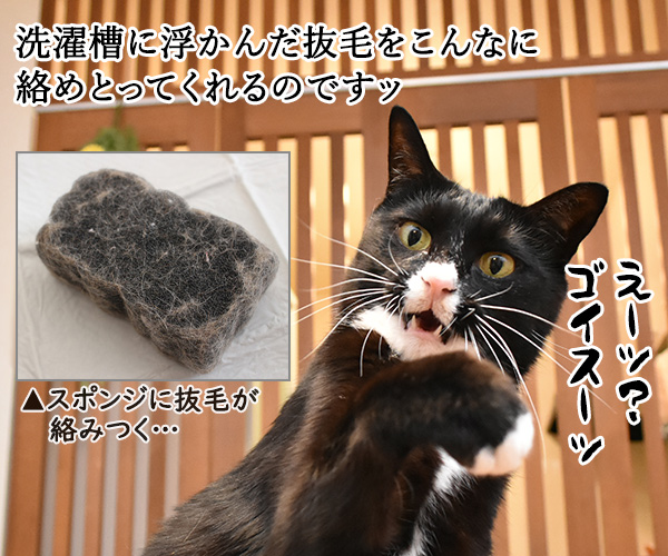 一緒に洗濯するだけで猫さんの毛を絡み取るスポンジがあるんですってッ　猫の写真で４コマ漫画　３コマ目ッ