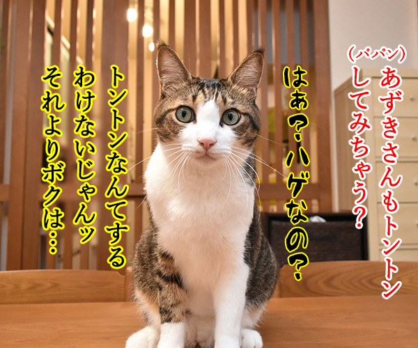 ネコトントンしてみちゃうー？　猫の写真で４コマ漫画　２コマ目ッ