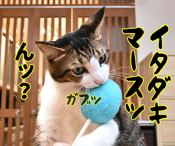 ネコトントンしてみちゃうー？　猫の写真で４コマ漫画　３コマ目ッ