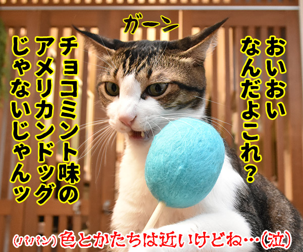 ネコトントンしてみちゃうー？　猫の写真で４コマ漫画　４コマ目ッ