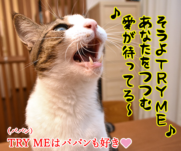 安室ちゃんの歌でどれが好き？　猫の写真で４コマ漫画　２コマ目ッ