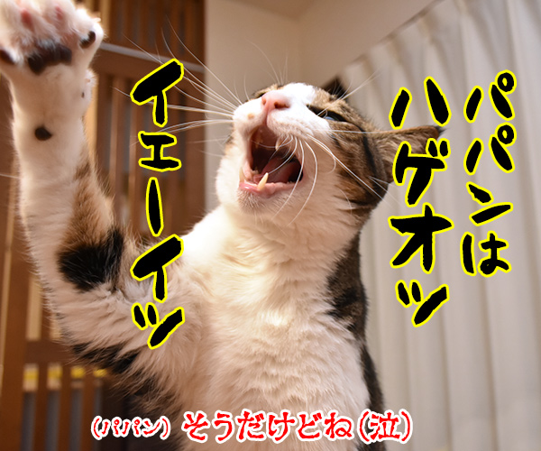 イモ欽トリオごっこするよーッ　猫の写真で４コマ漫画　４コマ目ッ