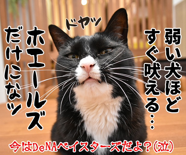 プロ野球もそろそろ大詰めなのよねッ　猫の写真で４コマ漫画　４コマ目ッ