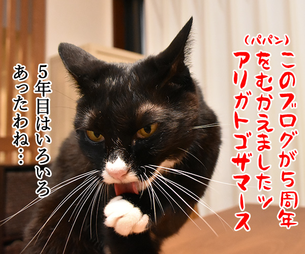 今日から６年目突入デースッ　猫の写真で４コマ漫画　１コマ目ッ