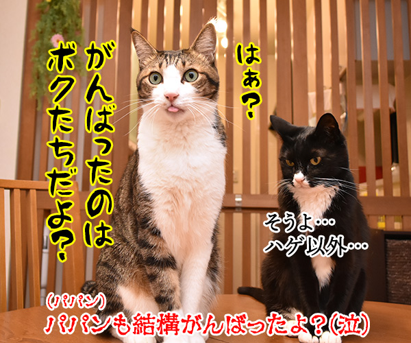 今日から６年目突入デースッ　猫の写真で４コマ漫画　４コマ目ッ