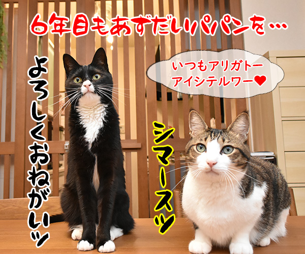 今日から６年目突入デースッ　猫の写真で４コマ漫画　５コマ目ッ