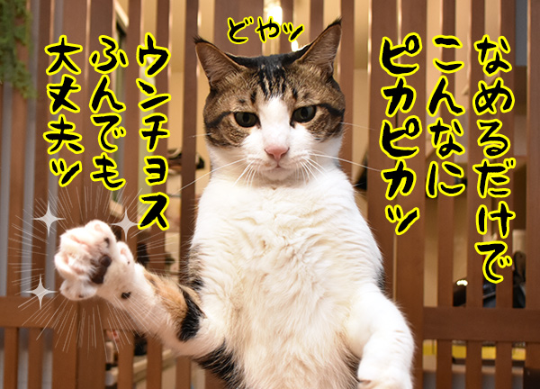10月15日は『世界手洗いの日』なんですってッ　猫の写真で４コマ漫画　５コマ目ッ