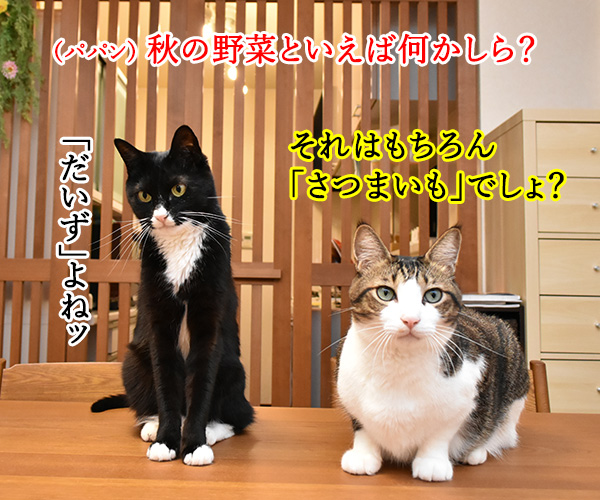 秋の野菜といえば何かしらー？　猫の写真で４コマ漫画　１コマ目ッ