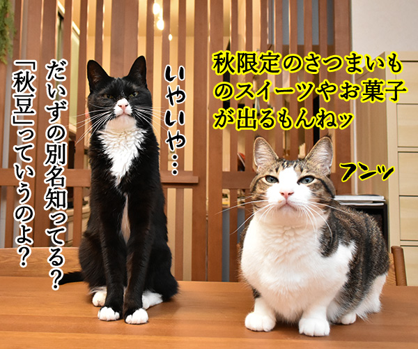 秋の野菜といえば何かしらー？　猫の写真で４コマ漫画　２コマ目ッ