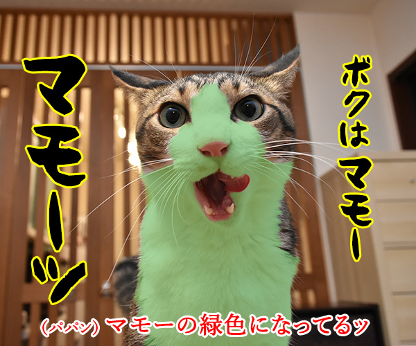 マモー ミモーごっこするよーッ　猫の写真で４コマ漫画　２コマ目ッ