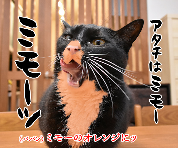 マモー ミモーごっこするよーッ　猫の写真で４コマ漫画　３コマ目ッ