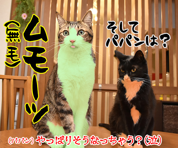 マモー ミモーごっこするよーッ　猫の写真で４コマ漫画　４コマ目ッ