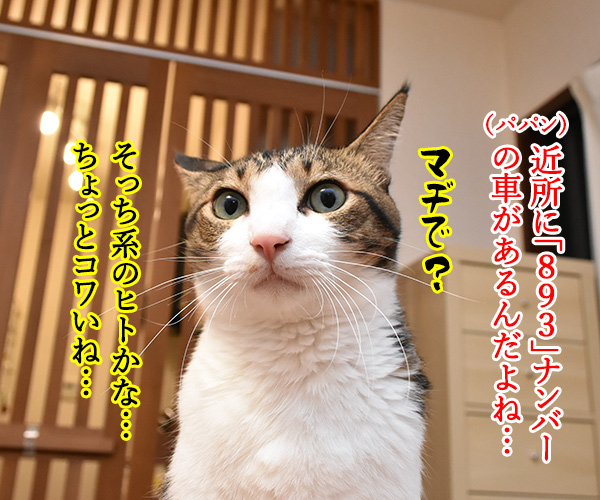 クルマのナンバーは自由に選べるのよッ　猫の写真で４コマ漫画　１コマ目ッ