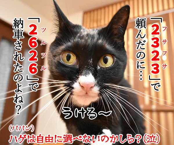 クルマのナンバーは自由に選べるのよッ　猫の写真で４コマ漫画　４コマ目ッ