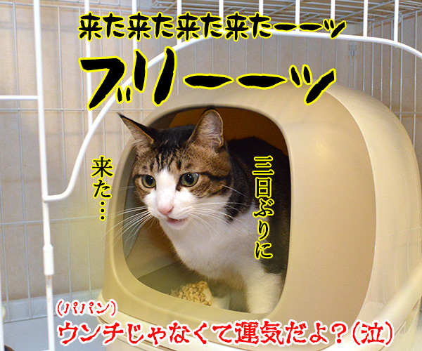 ショックアイさんの待ち受け画像で運気アップなのよッ　猫の写真で４コマ漫画　４コマ目ッ