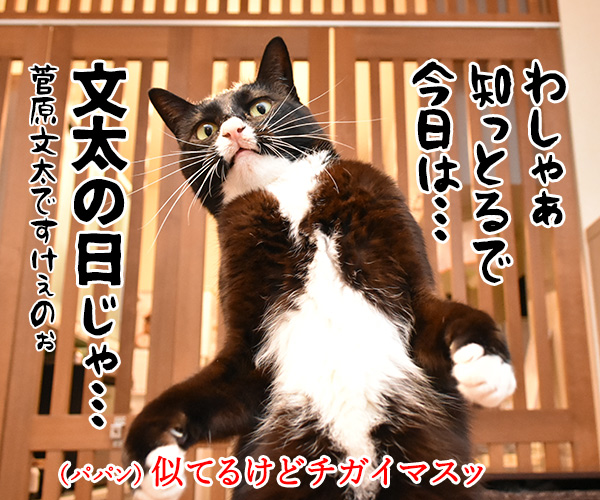 11月3日は文化の日なのよッ　猫の写真で４コマ漫画　２コマ目ッ