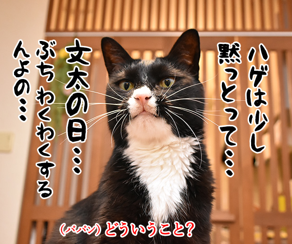 11月3日は文化の日なのよッ　猫の写真で４コマ漫画　３コマ目ッ