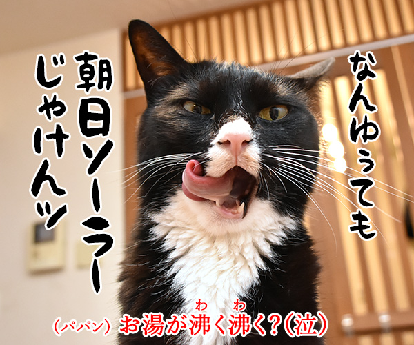 11月3日は文化の日なのよッ　猫の写真で４コマ漫画　４コマ目ッ