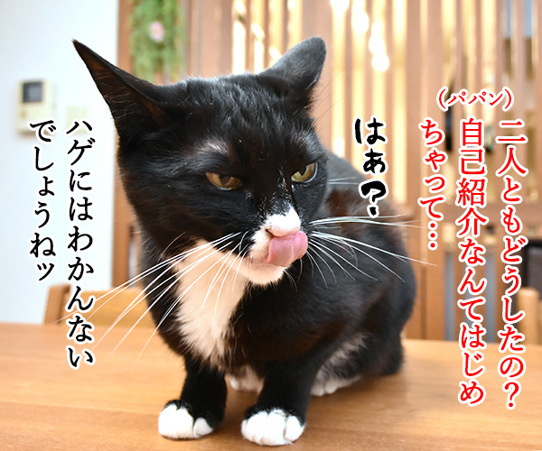 あずきとだいずをよろしくお願いしまーすッ　猫の写真で４コマ漫画　３コマ目ッ