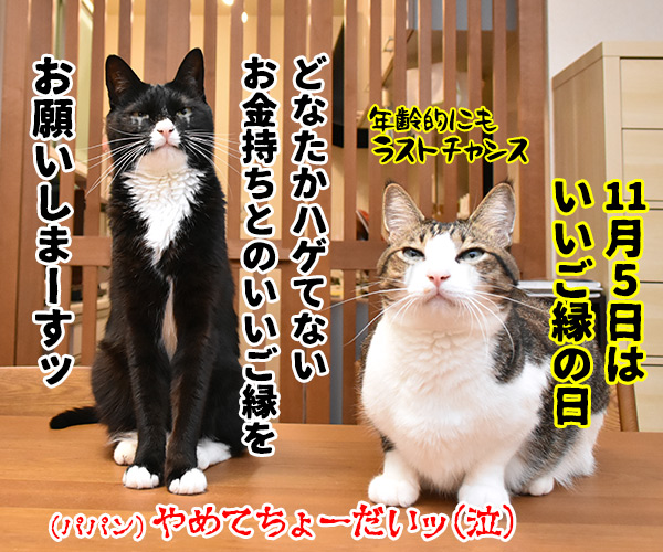 あずきとだいずをよろしくお願いしまーすッ　猫の写真で４コマ漫画　４コマ目ッ