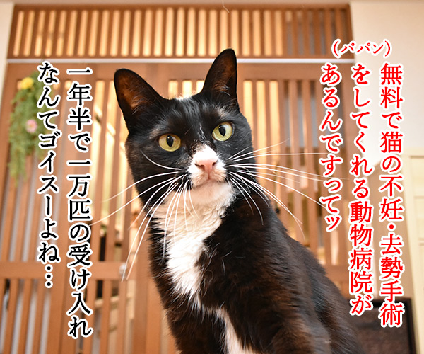 無料で猫の不妊・去勢手術をする動物病院があるんですってッ