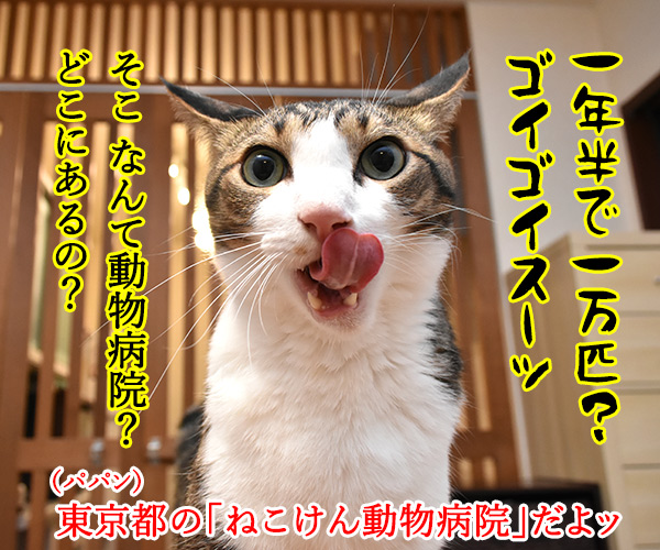 無料で猫の不妊・去勢手術をする動物病院があるんですってッ　猫の写真で４コマ漫画　３コマ目ッ