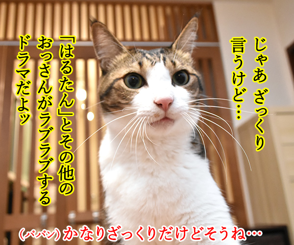  流行語大賞 ノミネート語 『おっさんずラブ』　猫の写真で４コマ漫画　２コマ目ッ