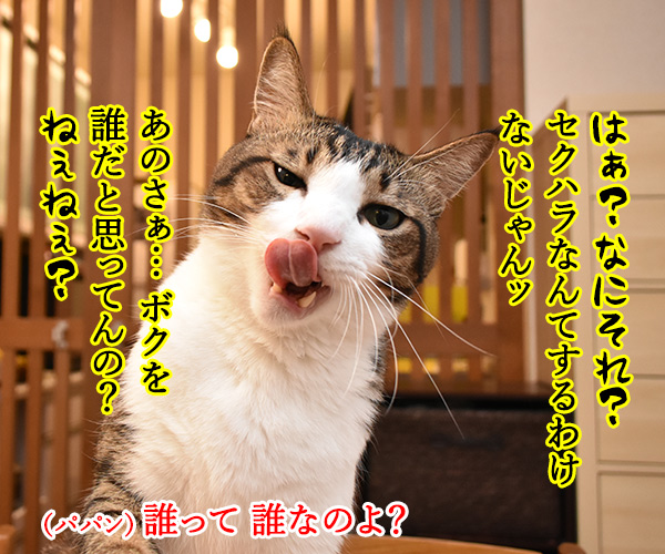 流行語大賞 ノミネート語 『#MeToo』　猫の写真で４コマ漫画　３コマ目ッ