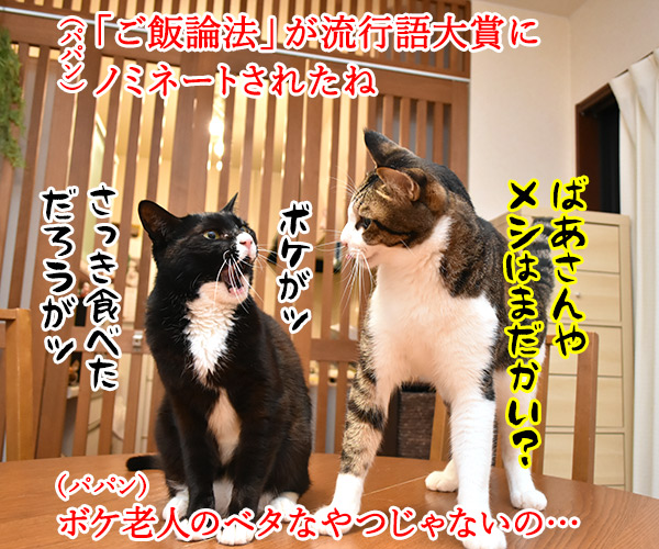 流行語大賞 ノミネート語 『ご飯論法』　猫の写真で４コマ漫画　１コマ目ッ