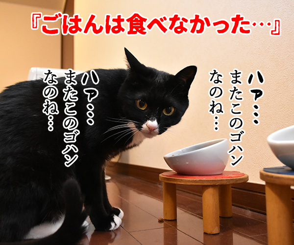 流行語大賞 ノミネート語 『ご飯論法』　猫の写真で４コマ漫画　３コマ目ッ