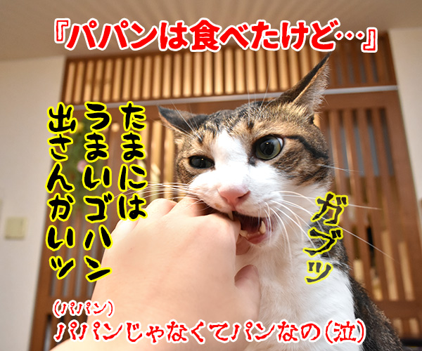 流行語大賞 ノミネート語 『ご飯論法』　猫の写真で４コマ漫画　４コマ目ッ