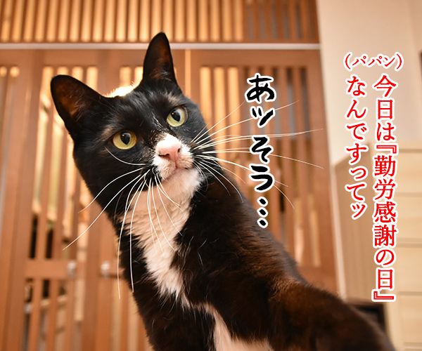 『勤労感謝の日』だから感謝してほしいのッ　猫の写真で４コマ漫画　１コマ目ッ