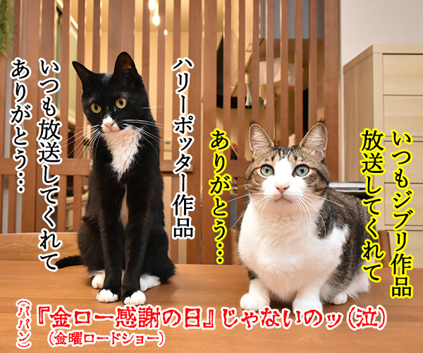 『勤労感謝の日』だから感謝してほしいのッ　猫の写真で４コマ漫画　４コマ目ッ