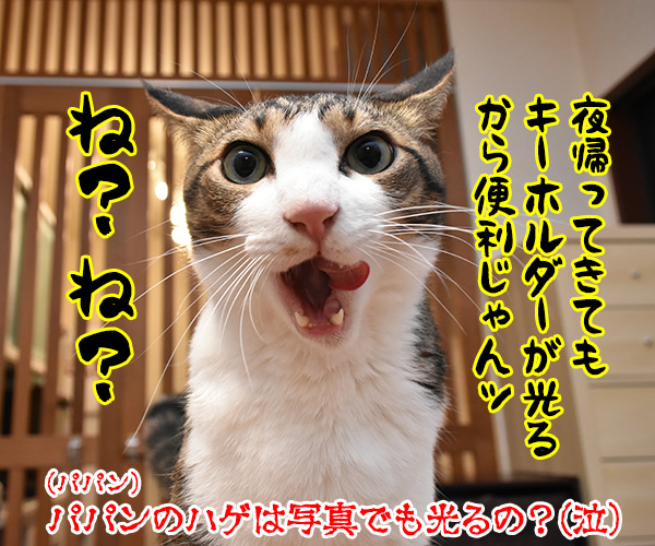 かわいいキーホルダーが欲しいのよッ　猫の写真で４コマ漫画　４コマ目ッ