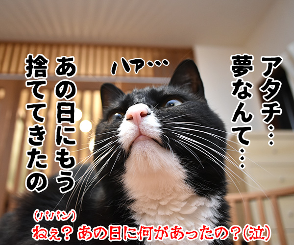 天赦日だから年末ジャンボを買ったのよッ　猫の写真で４コマ漫画　４コマ目ッ