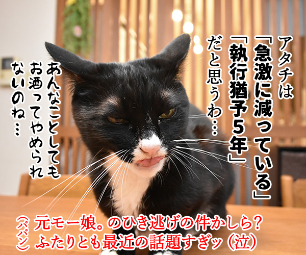 きょうは流行語大賞の発表日なのッ　猫の写真で４コマ漫画　４コマ目ッ