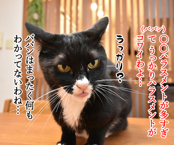 ハラミ会って美味しいのー？　猫の写真で４コマ漫画　３コマ目ッ