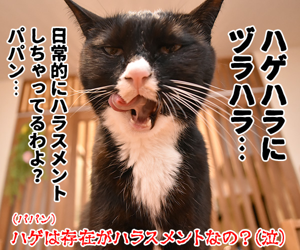 ハラミ会って美味しいのー？　猫の写真で４コマ漫画　４コマ目ッ