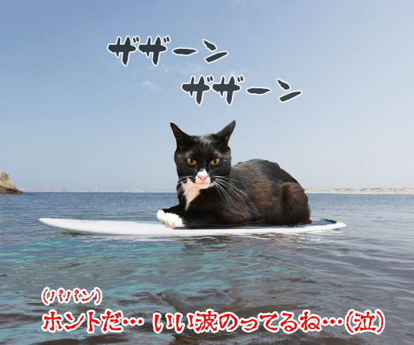 ギャル流行語大賞2018 『いい波のってんね～』　猫の写真で４コマ漫画　４コマ目ッ