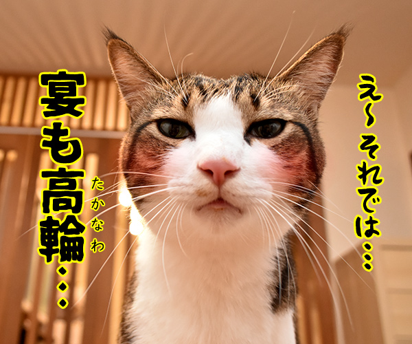 2018年 忘年会あるある？　猫の写真で４コマ漫画　２コマ目ッ