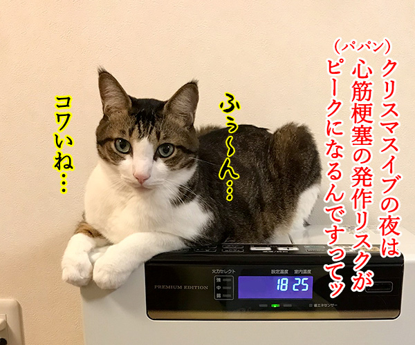 イブの夜10時は心筋梗塞の発作ピークなんですってッ　猫の写真で４コマ漫画　１コマ目ッ