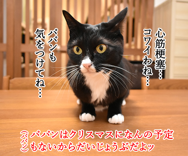 イブの夜10時は心筋梗塞の発作ピークなんですってッ　猫の写真で４コマ漫画　３コマ目ッ