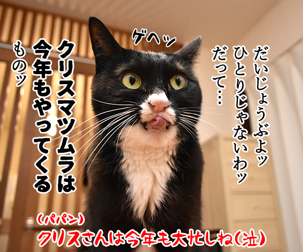 11月12月はカップル成立率が低いんですってッ　猫の写真で４コマ漫画　４コマ目ッ