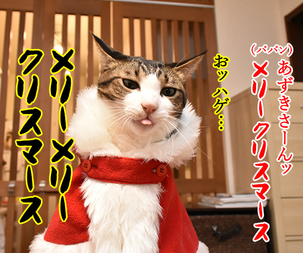 クリスマスにとってもとっても見たかったもの　猫の写真で４コマ漫画　１コマ目ッ