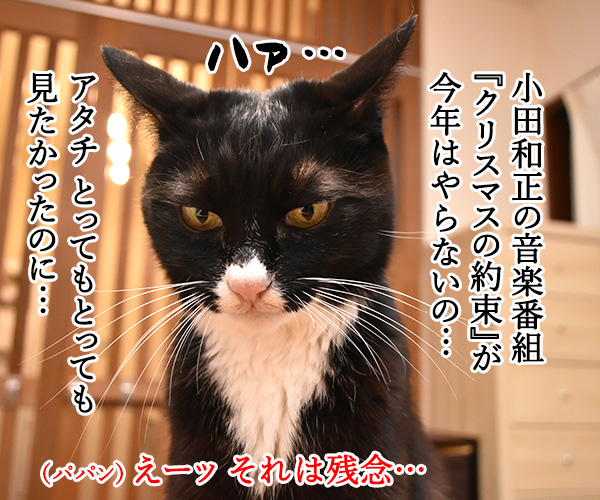 クリスマスにとってもとっても見たかったもの　猫の写真で４コマ漫画　３コマ目ッ