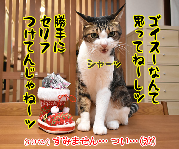 あずきさんとだいずさんにクリスマスプレゼントなのッ　猫の写真で４コマ漫画　２コマ目ッ