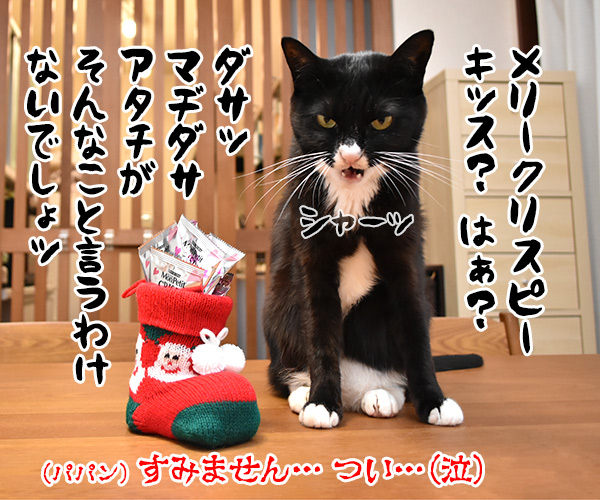 あずきさんとだいずさんにクリスマスプレゼントなのッ　猫の写真で４コマ漫画　４コマ目ッ