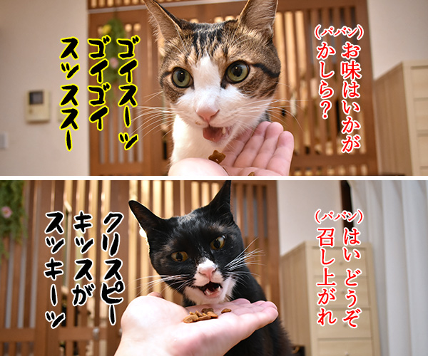 あずきさんとだいずさんにクリスマスプレゼントなのッ　猫の写真で４コマ漫画　４コマ目ッ